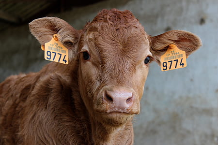 brown cow thumbnail