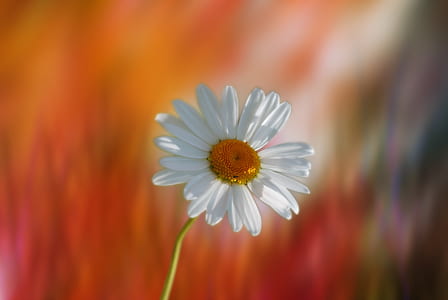 white daisy selective-focus photo thumbnail