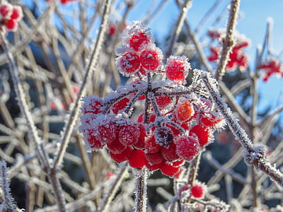 selective focus photo of snow on red cherries thumbnail