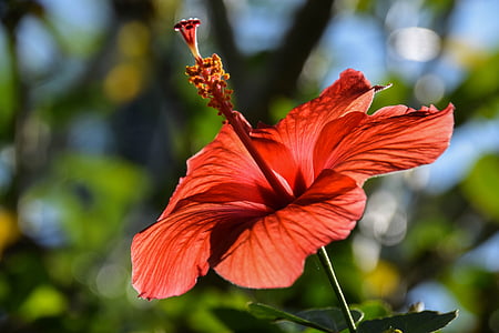 selective focus photo of red Hibiscus rosa-sinensis flower thumbnail