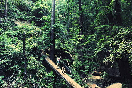 two women crossing on log over river surrounded by trees thumbnail