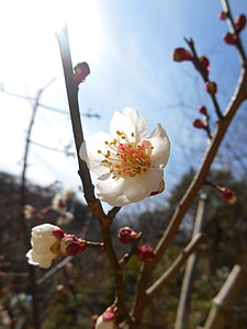 Plum, Flowers Of Early Spring thumbnail