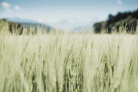 green grass field photo thumbnail