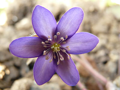 close-up photo of purple hepatica flower in bloom thumbnail