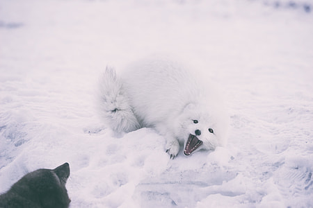 white polar bear thumbnail
