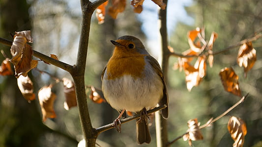 shallow focus photography of white and orange bird thumbnail
