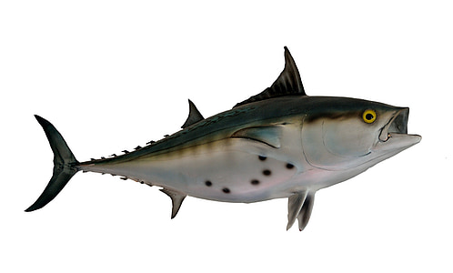black and gray fish with white background thumbnail