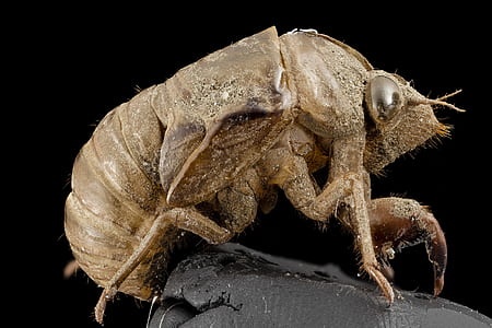 closeup photo of brown cicada exuviae thumbnail