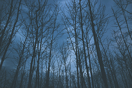ground shot of bare tree during night time thumbnail