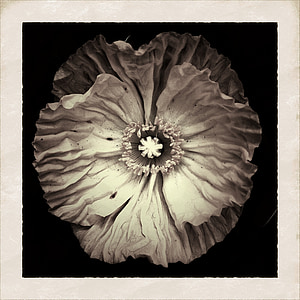 white petaled flower thumbnail
