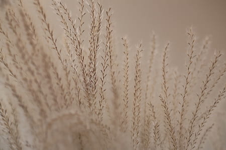 white leafed plants thumbnail