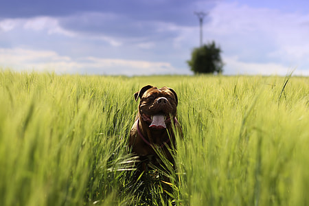 selective focus photo of French mastiff between grass under blue sky during daytime thumbnail