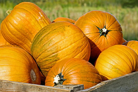 orange pumpkin lot in brown wooden crate during daytime thumbnail