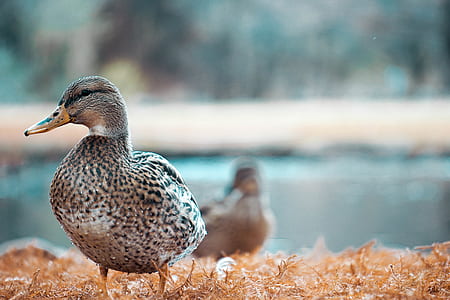 brown and black goose thumbnail