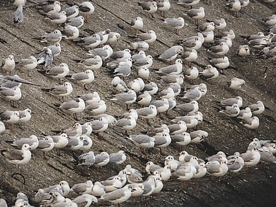 flock of birds thumbnail