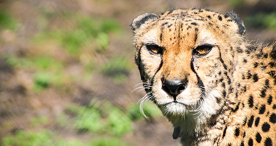 cheetah standing near green grass thumbnail