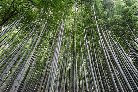 green trees thumbnail