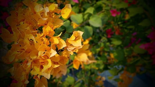 Orange and Green Bougainvillea Flower thumbnail