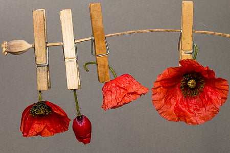 photo of clipped dried poppy flowers thumbnail