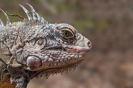 Gray Iguana thumbnail