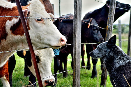 blue Australian cattle in front of the cattle thumbnail