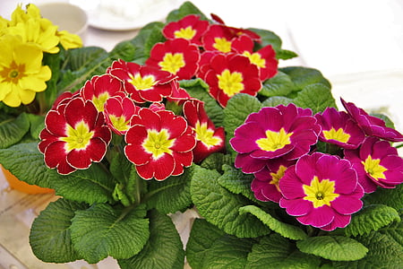 closeup photo of three variety of flowers on pot thumbnail