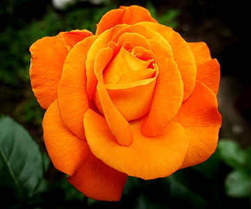 blooming orange rose thumbnail