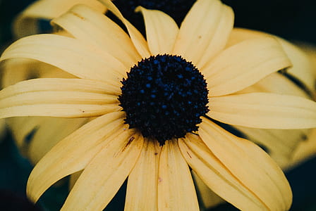 macro photography of yellow black-eyed Susan flower in bloom thumbnail