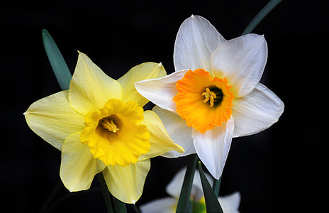 selective focus photo of yellow and white petaled flowers thumbnail