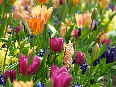 selective focus of assorted-color tulip flower field thumbnail