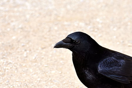 selective focus photography of black crow thumbnail