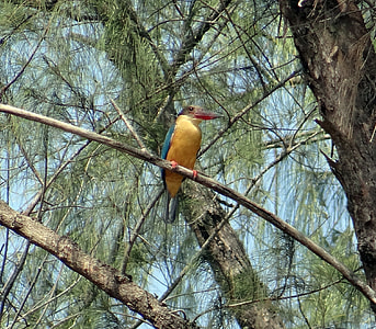 Stork-Billed Kingfisher, Perching thumbnail