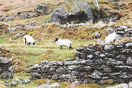 Landscape and livestock in Lough Dan, Ireland. thumbnail