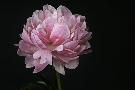 photo of white and pink petaled flowers thumbnail