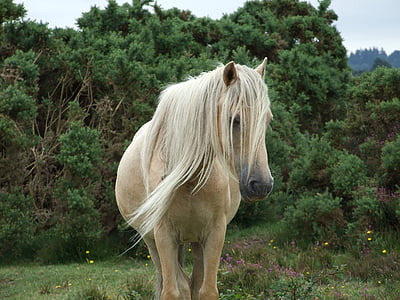 white horse standing on grass field thumbnail
