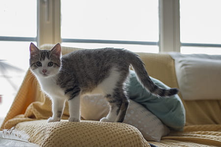 silver tabby cat standing on beige throw pillow thumbnail