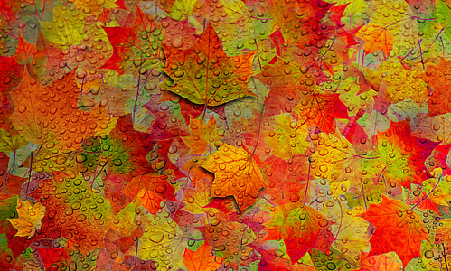 maple leaf painting thumbnail