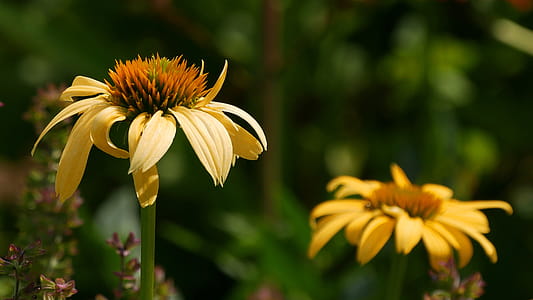 Closeup shot of a yellow coneflower flower with another coneflower in background. thumbnail