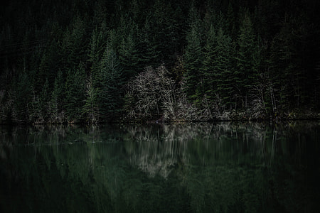 wide photography of trees near river thumbnail
