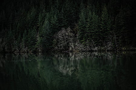 wood, light, dawn, landscape thumbnail