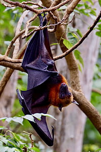 shallow focus photography of brown and black bat hanging on tree branch thumbnail