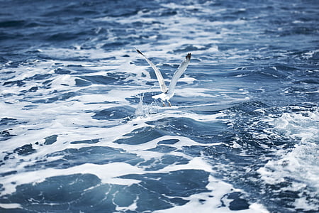 white bird flying above the ocean during daytime thumbnail