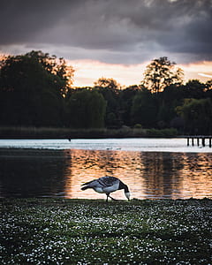 white and black bird picking on land near water thumbnail