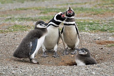 Two White-and-black Adult Penguins Near Two Penguin Chicks thumbnail