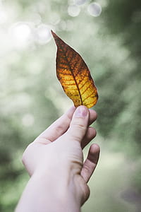 person holding orange and yellow leaf thumbnail
