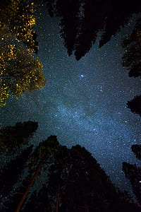 silhouette of trees during night time thumbnail