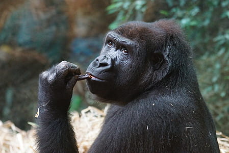 black Gorilla thumbnail