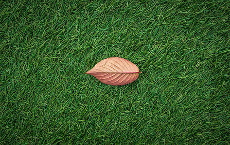 field, garden, grass, lawn thumbnail