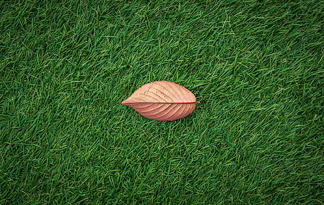 brown leaf on green grass thumbnail