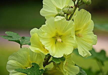 macro photography of green hollyhock flower thumbnail